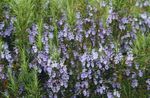 light blue Flower Rosemary characteristics and Photo