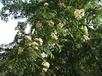 Λουλούδια κήπου Rowan, Τέφρα Βουνό, Sorbus aucuparia λευκό φωτογραφία, περιγραφή και καλλιέργεια, φυτοκομεία και χαρακτηριστικά