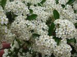 庭の花 スカーレットトキワサンザシ, Pyracantha coccinea ホワイト フォト, 説明 と 栽培, 成長 と 特性