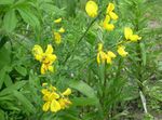 Zahradní květiny Scotch Koště, Broomtops, Společné Koště, Evropský Koště, Irish Koště, Sarothamnus žlutý fotografie, popis a kultivace, pěstování a charakteristiky