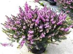 lilac Flower Scotch Heath, Winter Heath characteristics and Photo