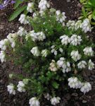 Hage blomster Scotch Heia, Vinter Lyng, Erica hvit Bilde, beskrivelse og dyrking, voksende og kjennetegn