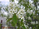 Tuin Bloemen Shadbush, Besneeuwde Mespilus, Amelanchier white foto, beschrijving en teelt, groeiend en karakteristieken