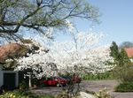 bláthanna gairdín Shadbush, Mespilus Snowy, Amelanchier bán Photo, Cur síos agus saothrú, ag fás agus saintréithe