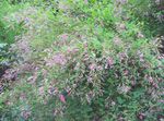 Hage blomster Busk Bush Kløver, Lespedeza rosa Bilde, beskrivelse og dyrking, voksende og kjennetegn