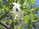 Flores de jardín Silverbell, Árbol De Campanillas, , Halesia blanco Foto, descripción y cultivo, cultivación y características