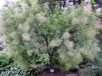 garður blóm Smokebush, Cotinus hvítur mynd, lýsing og ræktun, vaxandi og einkenni