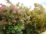 庭の花 煙ブッシュ, Cotinus ピンク フォト, 説明 と 栽培, 成長 と 特性
