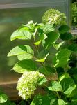 green Flower Smooth Hydrangea, Wild Hydrangea, Sevenbark characteristics and Photo
