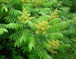 green Flower Smooth Sumac characteristics and Photo
