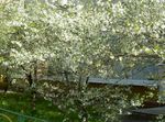 alb Floare Vișine, Cireșe Plăcintă caracteristici și fotografie