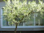 庭の花 サワーチェリー、パイチェリー, Cerasus vulgaris, Prunus cerasus ホワイト フォト, 説明 と 栽培, 成長 と 特性