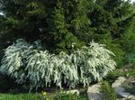 Садовые Цветы Спирея (Таволга) весеннецветущая, Spiraea белый Фото, описание и выращивание, выращивание и характеристика