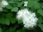 Kerti Virágok Spirea, Menyasszonyi Fátyol, Maybush, Spiraea fehér fénykép, leírás és termesztés, növekvő és jellemzők
