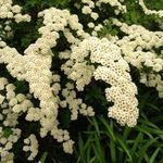 Kerti Virágok Spirea, Menyasszonyi Fátyol, Maybush, Spiraea fehér fénykép, leírás és termesztés, növekvő és jellemzők