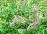 Садовые Цветы Спирея (Таволга) весеннецветущая, Spiraea белый Фото, описание и выращивание, выращивание и характеристика
