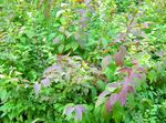 Trädgårdsblommor Spirea, Brud Slöja, Maybush, Spiraea vit Fil, beskrivning och uppodling, odling och egenskaper