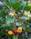 Arbutus