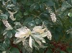 Flores de jardín Dulce Arbusto Pimienta, Summersweet, Clethra blanco Foto, descripción y cultivo, cultivación y características