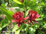 red Flower Sweet Shrub, Carolina Allspice, Strawberry Shrub, Bubby Bush, Sweet Betsy characteristics and Photo