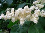 Flores de jardín Amurensis Syringa, Syringa amurensis blanco Foto, descripción y cultivo, cultivación y características