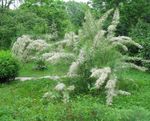 branco Flor Tamarisk, Árvore Athel, Cedro De Sal características e foto