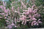 pink Flower Tamarisk, Athel tree, Salt Cedar characteristics and Photo