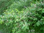 Gartenblumen Tatarian Geißblatt, Lonicera tatarica rosa Foto, Beschreibung und Anbau, wächst und Merkmale