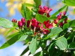Kerti Virágok Tatárjuhar Lonc, Lonicera tatarica piros fénykép, leírás és termesztés, növekvő és jellemzők