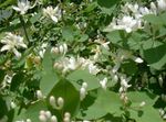 Hage blomster Tatarian Kaprifol, Lonicera tatarica hvit Bilde, beskrivelse og dyrking, voksende og kjennetegn