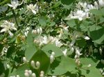 Have Blomster Tatarian Kaprifolium, Lonicera tatarica hvid Foto, beskrivelse og dyrkning, voksende og egenskaber