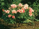 Garden Flowers Tree peony, Paeonia-suffruticosa orange Photo, description and cultivation, growing and characteristics