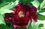 Garden Flowers Tree peony, Paeonia-suffruticosa burgundy Photo, description and cultivation, growing and characteristics