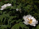 Garden Flowers Tree peony, Paeonia-suffruticosa white Photo, description and cultivation, growing and characteristics
