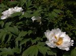 Flores de jardín Peonía Árbol, Paeonia-suffruticosa blanco Foto, descripción y cultivo, cultivación y características