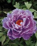 Garden Flowers Tree peony, Paeonia-suffruticosa lilac Photo, description and cultivation, growing and characteristics