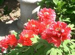 Garden Flowers Tree peony, Paeonia-suffruticosa red Photo, description and cultivation, growing and characteristics