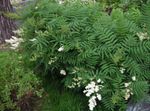 Ural Vale Spirea