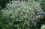 Vrtne Cvjetovi Waxflower, Jamesia americana bijela Foto, opis i uzgajanje, uzgoj i karakteristike
