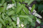 Zahradní květiny Waxflower, Jamesia americana bílá fotografie, popis a kultivace, pěstování a charakteristiky