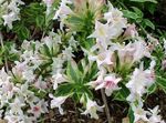 white Flower Weigela characteristics and Photo