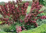 red Flower Weigela characteristics and Photo
