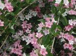 pink Flower Weigela characteristics and Photo