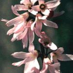 bláthanna gairdín Forsythia Bán, Korean Abelia, Abeliophyllum distichum bándearg Photo, Cur síos agus saothrú, ag fás agus saintréithe