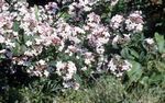 Bahçe Çiçekleri Beyaz Hor Çiçeği, Kore Abelia, Abelia coreana beyaz fotoğraf, tanım ve yetiştirme, büyüyen ve özellikleri