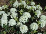 Wild rosemary, Labrador Tea, Marsh Tea, Swamp Tea