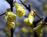 yellow Flower Winter hazel characteristics and Photo