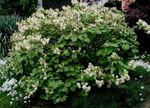 Flores de jardín Aliso Bruja, Fothergilla blanco Foto, descripción y cultivo, cultivación y características