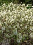 Sodo Gėlės Ragana Alksnio, Fothergilla baltas Nuotrauka, aprašymas ir auginimas, augantis ir charakteristikos