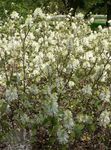 bláthanna gairdín Fhearnóg Medicine, Fothergilla bán Photo, Cur síos agus saothrú, ag fás agus saintréithe